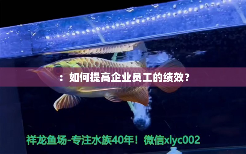 ：如何提高企業(yè)員工的績(jī)效？ 觀賞魚(yú)論壇 第2張