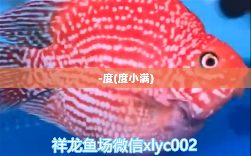 -度(度小滿) 星點金龍魚