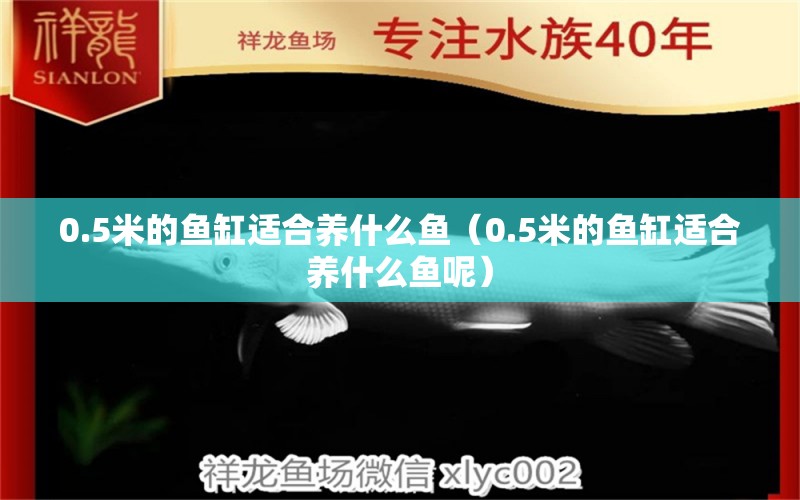 0.5米的魚缸適合養(yǎng)什么魚（0.5米的魚缸適合養(yǎng)什么魚呢）