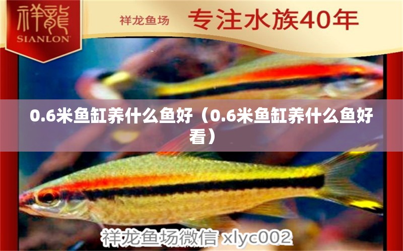 0.6米魚缸養(yǎng)什么魚好（0.6米魚缸養(yǎng)什么魚好看） 魚缸百科