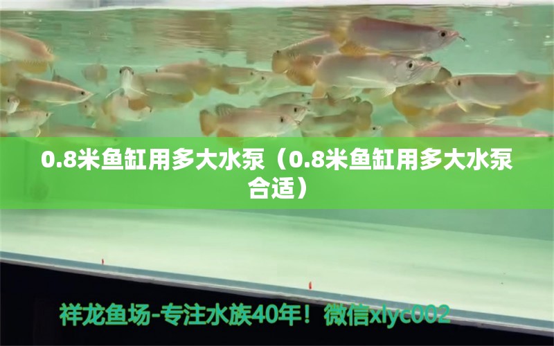 0.8米魚缸用多大水泵（0.8米魚缸用多大水泵合適） 魚缸百科