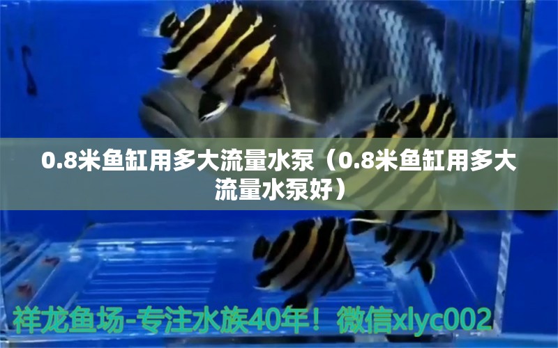 0.8米魚(yú)缸用多大流量水泵（0.8米魚(yú)缸用多大流量水泵好）