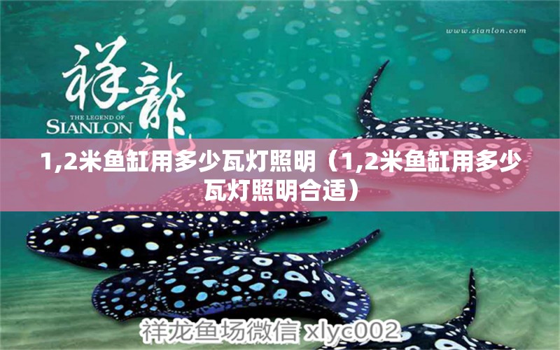 1,2米魚缸用多少瓦燈照明（1,2米魚缸用多少瓦燈照明合適）