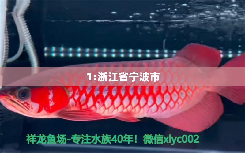 1:浙江省寧波市 蘇虎苗（蘇門答臘虎魚苗） 第3張