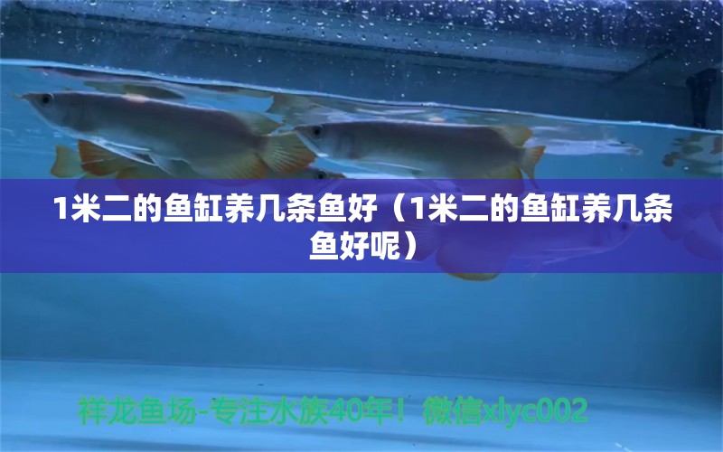 1米二的魚(yú)缸養(yǎng)幾條魚(yú)好（1米二的魚(yú)缸養(yǎng)幾條魚(yú)好呢） 魚(yú)缸百科