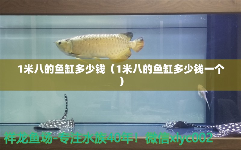 1米八的魚缸多少錢（1米八的魚缸多少錢一個） 黃金斑馬魚