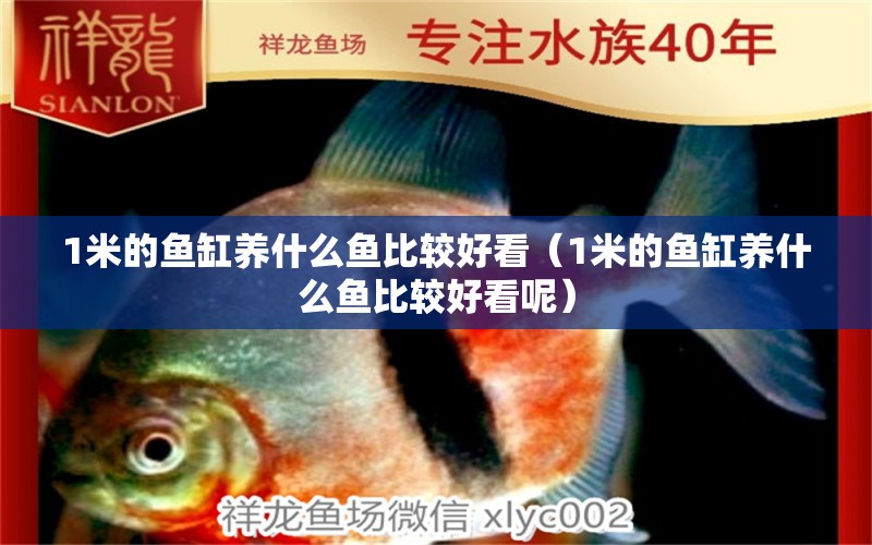 1米的魚缸養(yǎng)什么魚比較好看（1米的魚缸養(yǎng)什么魚比較好看呢） 巴卡雷龍魚