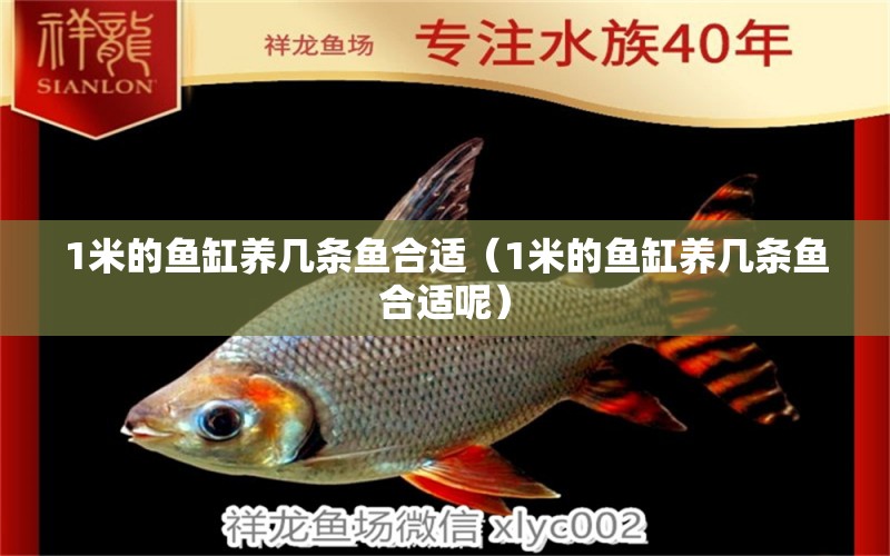 1米的魚缸養(yǎng)幾條魚合適（1米的魚缸養(yǎng)幾條魚合適呢）