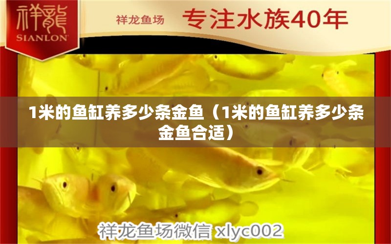 1米的魚缸養(yǎng)多少條金魚（1米的魚缸養(yǎng)多少條金魚合適） 魚缸百科