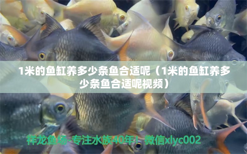 1米的魚缸養(yǎng)多少條魚合適呢（1米的魚缸養(yǎng)多少條魚合適呢視頻） 魚缸百科