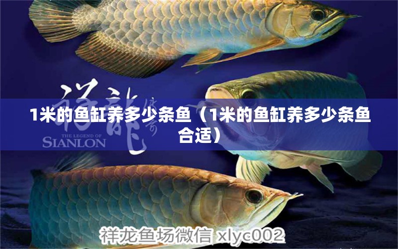 1米的魚(yú)缸養(yǎng)多少條魚(yú)（1米的魚(yú)缸養(yǎng)多少條魚(yú)合適）