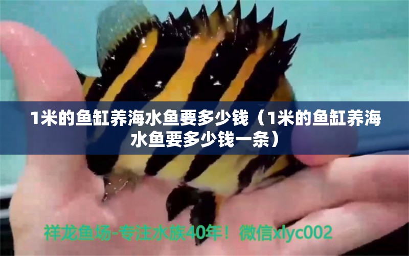 1米的魚缸養(yǎng)海水魚要多少錢（1米的魚缸養(yǎng)海水魚要多少錢一條） 海水魚