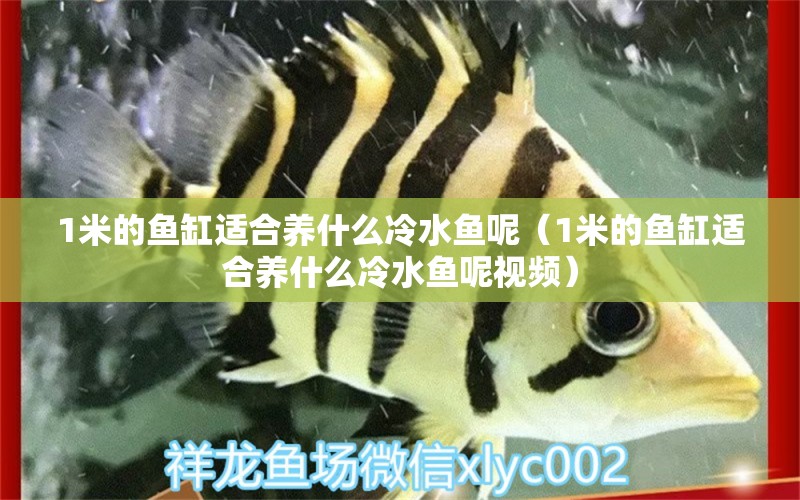 1米的魚缸適合養(yǎng)什么冷水魚呢（1米的魚缸適合養(yǎng)什么冷水魚呢視頻） 魚缸百科