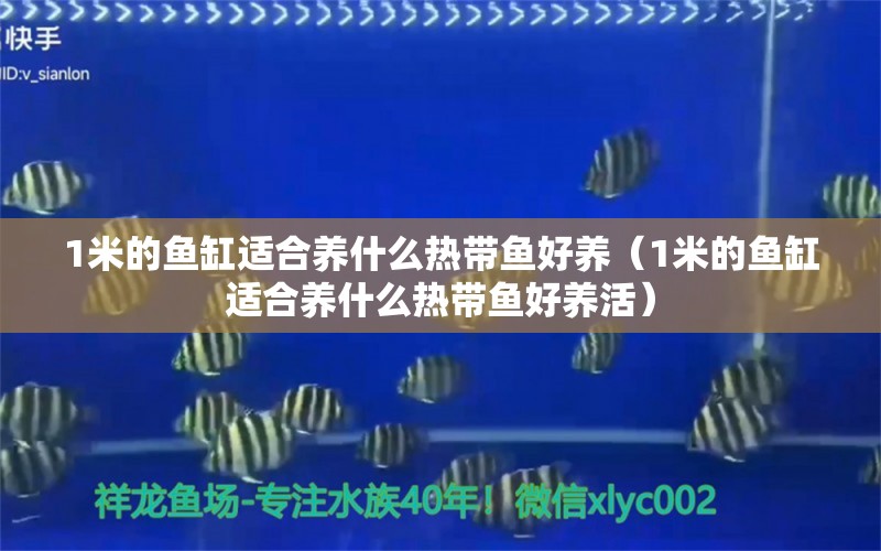 1米的魚缸適合養(yǎng)什么熱帶魚好養(yǎng)（1米的魚缸適合養(yǎng)什么熱帶魚好養(yǎng)活） 魚缸百科