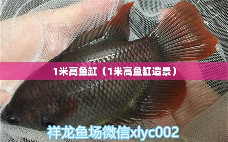 1米高魚缸（1米高魚缸造景） 其他品牌魚缸