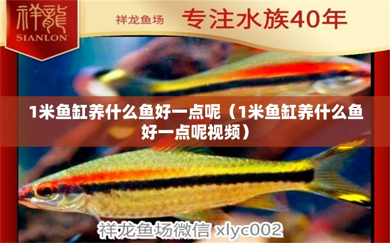 1米魚缸養(yǎng)什么魚好一點(diǎn)呢（1米魚缸養(yǎng)什么魚好一點(diǎn)呢視頻）