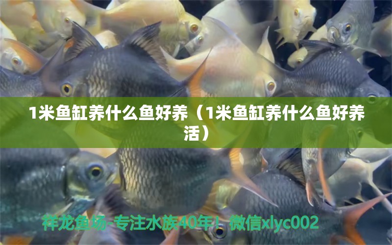 1米魚缸養(yǎng)什么魚好養(yǎng)（1米魚缸養(yǎng)什么魚好養(yǎng)活）