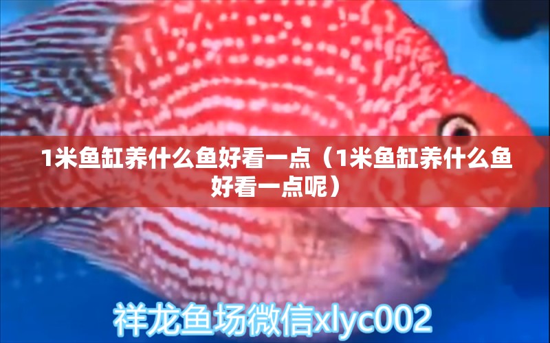 1米魚缸養(yǎng)什么魚好看一點（1米魚缸養(yǎng)什么魚好看一點呢） 魚缸百科