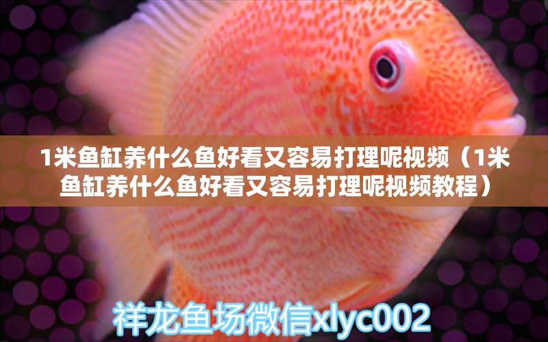 1米魚缸養(yǎng)什么魚好看又容易打理呢視頻（1米魚缸養(yǎng)什么魚好看又容易打理呢視頻教程） 魚缸百科