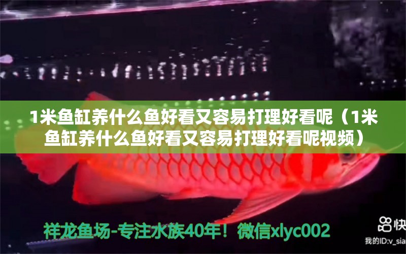 1米魚缸養(yǎng)什么魚好看又容易打理好看呢（1米魚缸養(yǎng)什么魚好看又容易打理好看呢視頻）