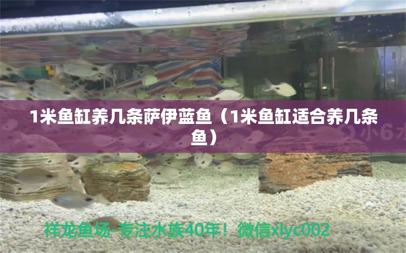 1米魚缸養(yǎng)幾條薩伊藍(lán)魚（1米魚缸適合養(yǎng)幾條魚） 薩伊藍(lán)魚