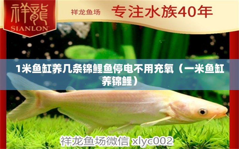 1米魚缸養(yǎng)幾條錦鯉魚停電不用充氧（一米魚缸養(yǎng)錦鯉） 泰龐海鰱魚