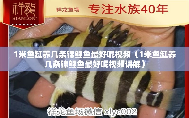 1米魚缸養(yǎng)幾條錦鯉魚最好呢視頻（1米魚缸養(yǎng)幾條錦鯉魚最好呢視頻講解） 魚缸百科