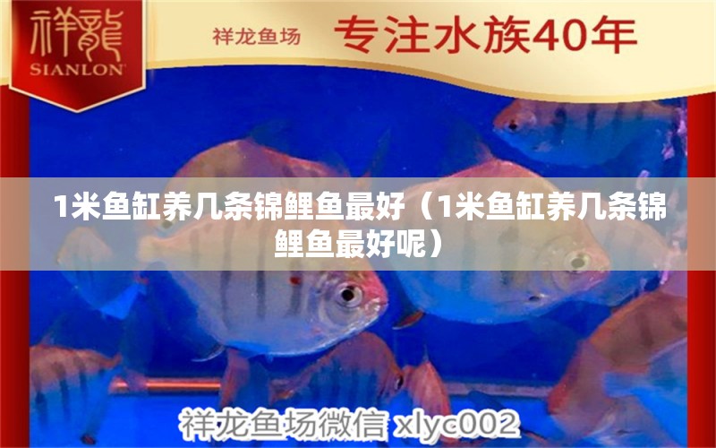 1米魚缸養(yǎng)幾條錦鯉魚最好（1米魚缸養(yǎng)幾條錦鯉魚最好呢） 魚缸百科