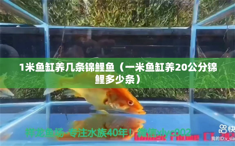 1米魚缸養(yǎng)幾條錦鯉魚（一米魚缸養(yǎng)20公分錦鯉多少條） 魚缸百科