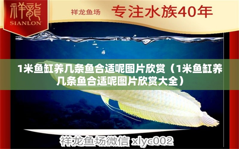 1米魚缸養(yǎng)幾條魚合適呢圖片欣賞（1米魚缸養(yǎng)幾條魚合適呢圖片欣賞大全） 魚缸百科