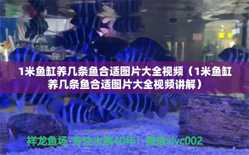 1米魚缸養(yǎng)幾條魚合適圖片大全視頻（1米魚缸養(yǎng)幾條魚合適圖片大全視頻講解） 魚缸百科