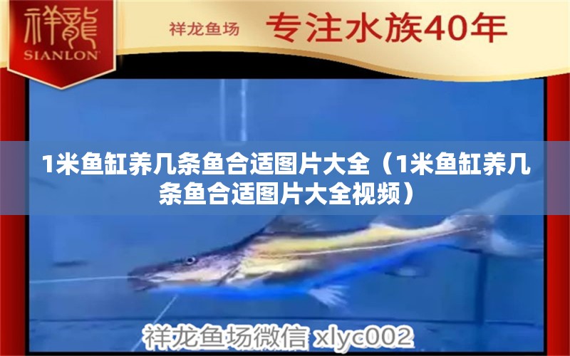 1米魚(yú)缸養(yǎng)幾條魚(yú)合適圖片大全（1米魚(yú)缸養(yǎng)幾條魚(yú)合適圖片大全視頻）