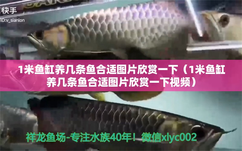 1米魚缸養(yǎng)幾條魚合適圖片欣賞一下（1米魚缸養(yǎng)幾條魚合適圖片欣賞一下視頻）