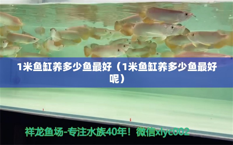 1米魚缸養(yǎng)多少魚最好（1米魚缸養(yǎng)多少魚最好呢）