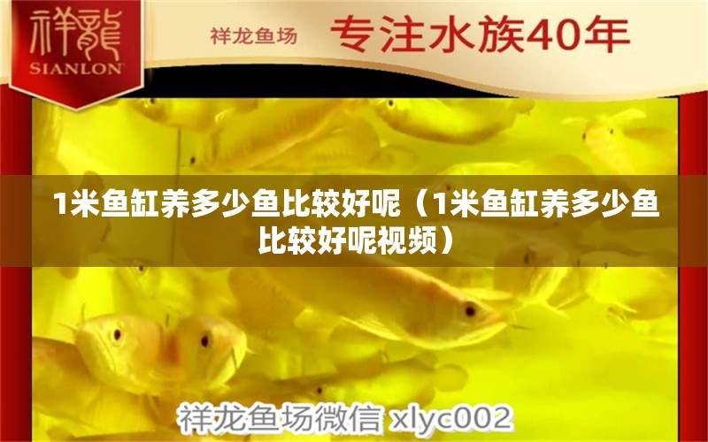 1米魚缸養(yǎng)多少魚比較好呢（1米魚缸養(yǎng)多少魚比較好呢視頻） 魚缸百科