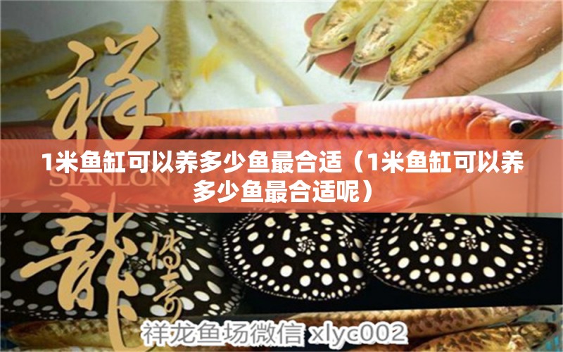 1米魚缸可以養(yǎng)多少魚最合適（1米魚缸可以養(yǎng)多少魚最合適呢） 魚缸百科