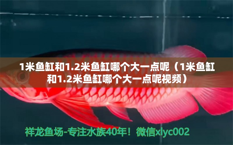 1米魚缸和1.2米魚缸哪個(gè)大一點(diǎn)呢（1米魚缸和1.2米魚缸哪個(gè)大一點(diǎn)呢視頻）