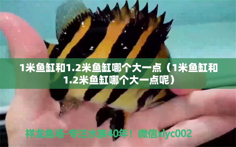 1米魚缸和1.2米魚缸哪個大一點(diǎn)（1米魚缸和1.2米魚缸哪個大一點(diǎn)呢）