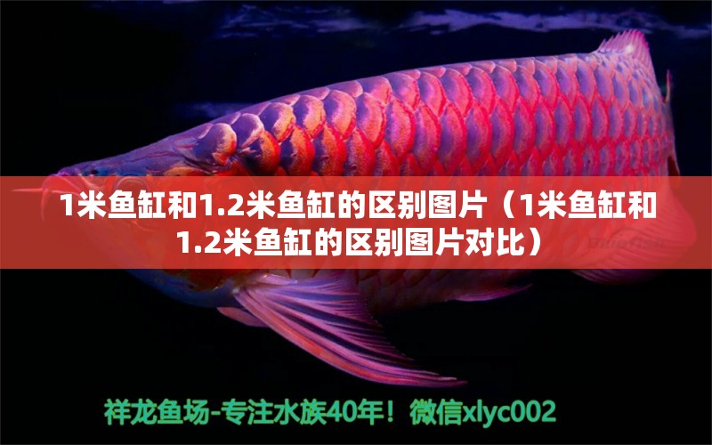 1米魚缸和1.2米魚缸的區(qū)別圖片（1米魚缸和1.2米魚缸的區(qū)別圖片對(duì)比） 魚缸百科