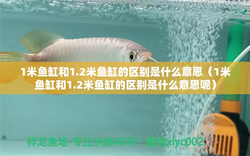 1米魚(yú)缸和1.2米魚(yú)缸的區(qū)別是什么意思（1米魚(yú)缸和1.2米魚(yú)缸的區(qū)別是什么意思呢）