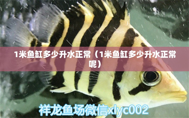 1米魚缸多少升水正常（1米魚缸多少升水正常呢）