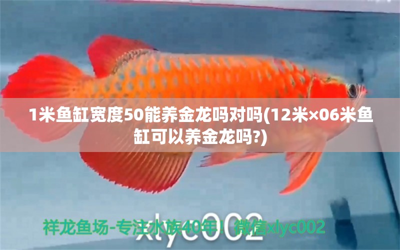 1米魚缸寬度50能養(yǎng)金龍嗎對嗎(12米×06米魚缸可以養(yǎng)金龍嗎?)