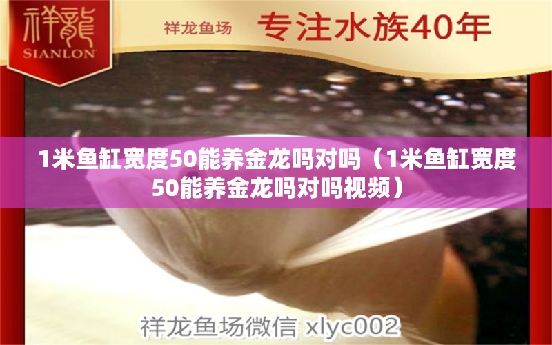 1米魚缸寬度50能養(yǎng)金龍嗎對嗎（1米魚缸寬度50能養(yǎng)金龍嗎對嗎視頻）