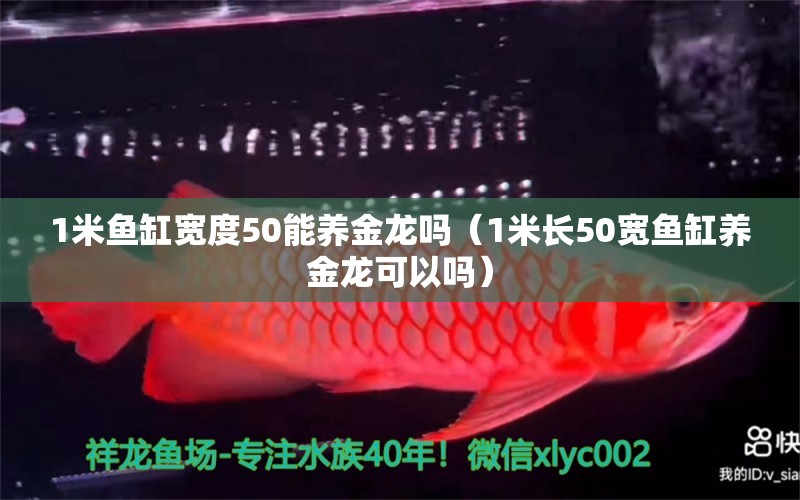 1米魚缸寬度50能養(yǎng)金龍嗎（1米長(zhǎng)50寬魚缸養(yǎng)金龍可以嗎）