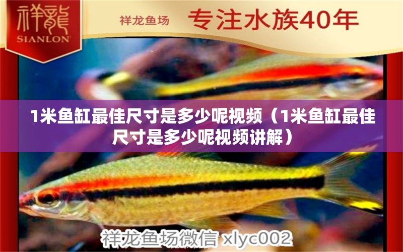 1米魚缸最佳尺寸是多少呢視頻（1米魚缸最佳尺寸是多少呢視頻講解） 魚缸百科