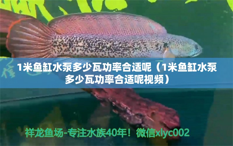 1米魚缸水泵多少瓦功率合適呢（1米魚缸水泵多少瓦功率合適呢視頻）