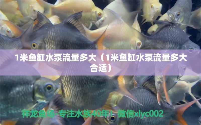 1米魚缸水泵流量多大（1米魚缸水泵流量多大合適） 魚缸水泵