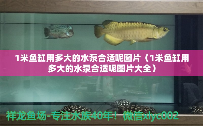 1米魚缸用多大的水泵合適呢圖片（1米魚缸用多大的水泵合適呢圖片大全） 魚缸百科