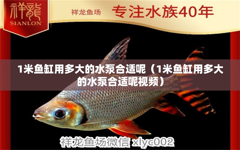 1米魚缸用多大的水泵合適呢（1米魚缸用多大的水泵合適呢視頻）