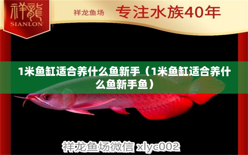 1米魚缸適合養(yǎng)什么魚新手（1米魚缸適合養(yǎng)什么魚新手魚）